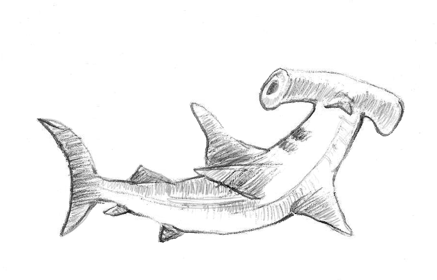 899x577 How To Draw A Hammerhead Shark - Shark Sketch