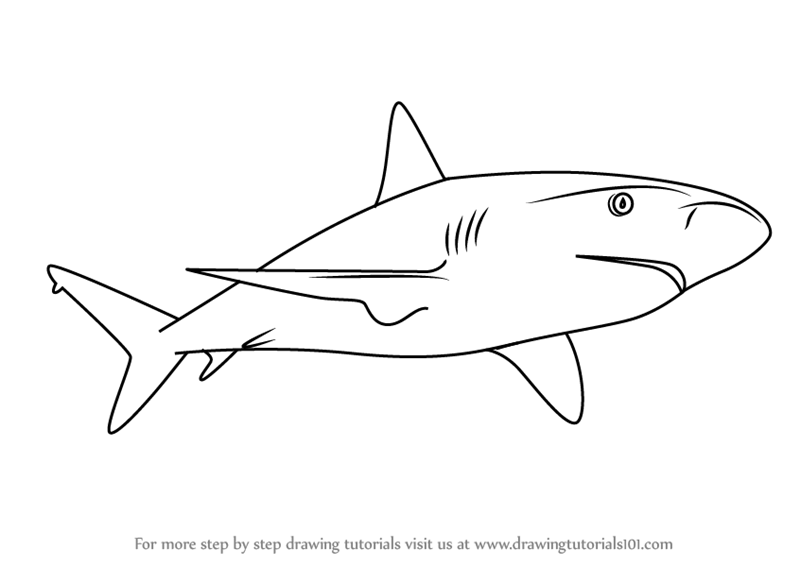 800x567 Shark Sketch Drawing Skill - Shark Sketch