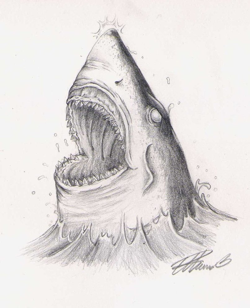 806x990 Shark Sketch Pictures Shark Head Sketchsk3tch75 - Shark Sketch