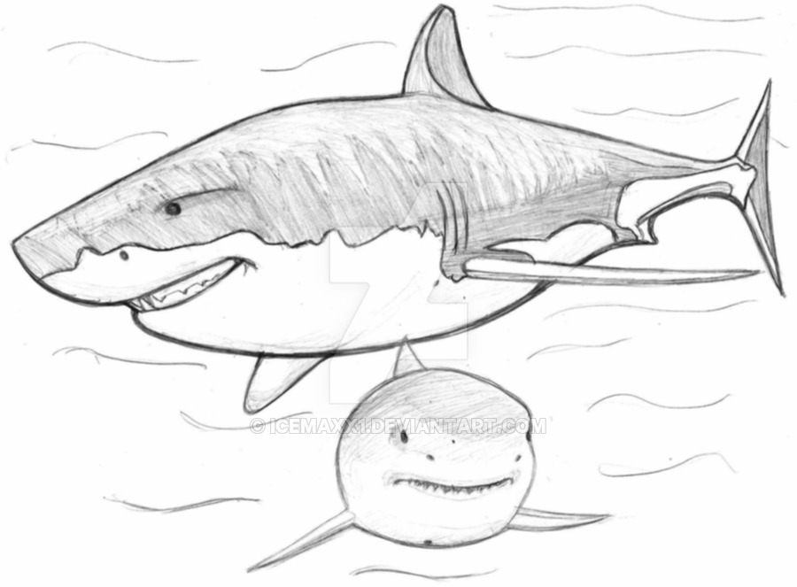 900x663 Shark Sketch By Icemaxx1 - Shark Sketch