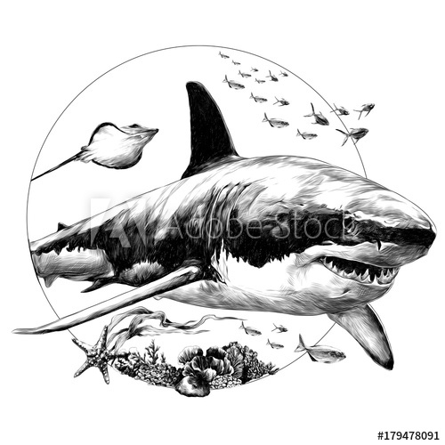 500x500 Shark Sketch For T Shirt Vector Graphics Monochrome Black And - Shark Sketch