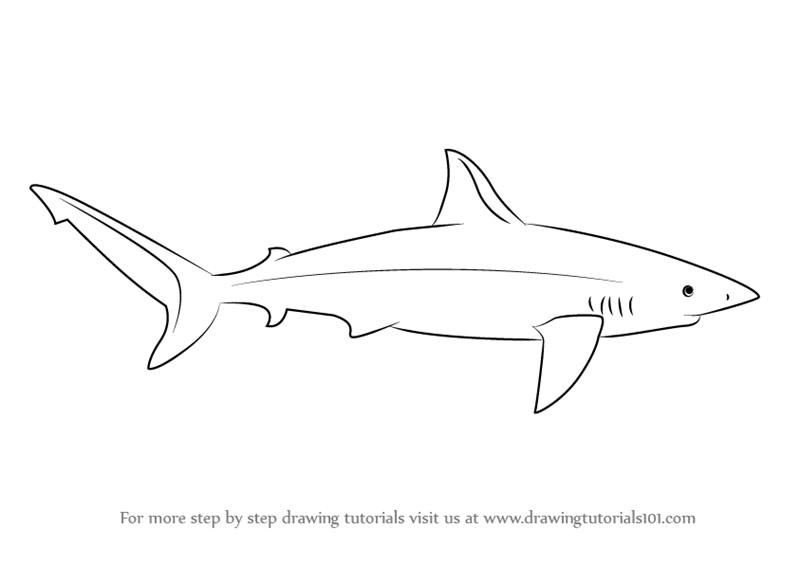 800x565 Learn How To Draw A Galapagos Shark (Sharks) Step By Step - Shark Sketch Easy