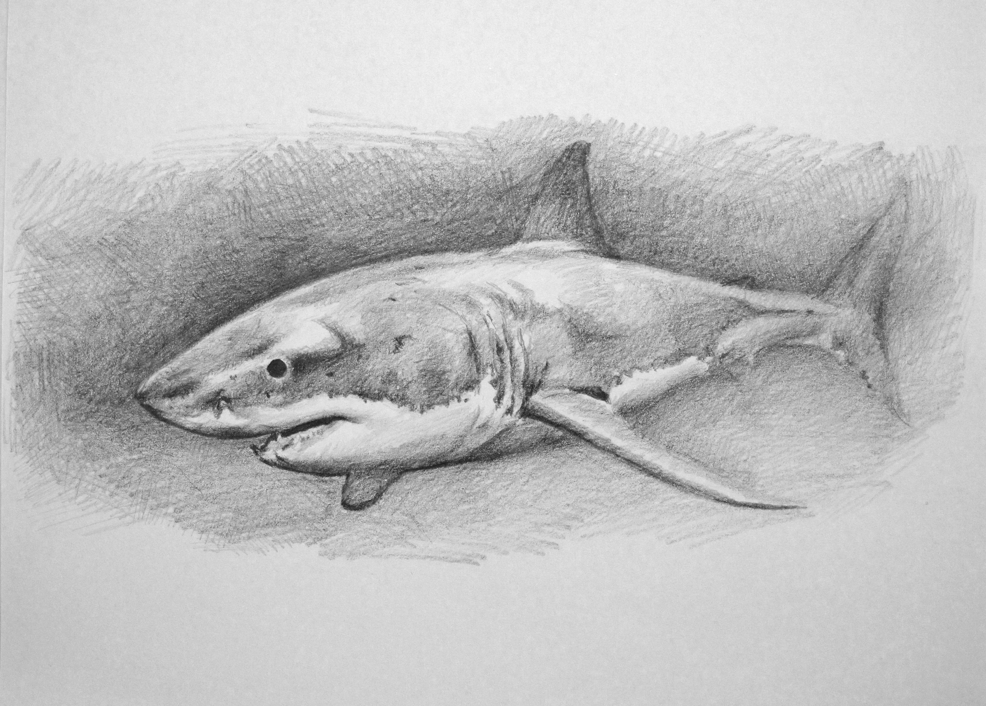 3376x2418 Drawings On Youtube Art Of Wei - Shark Sketch Easy