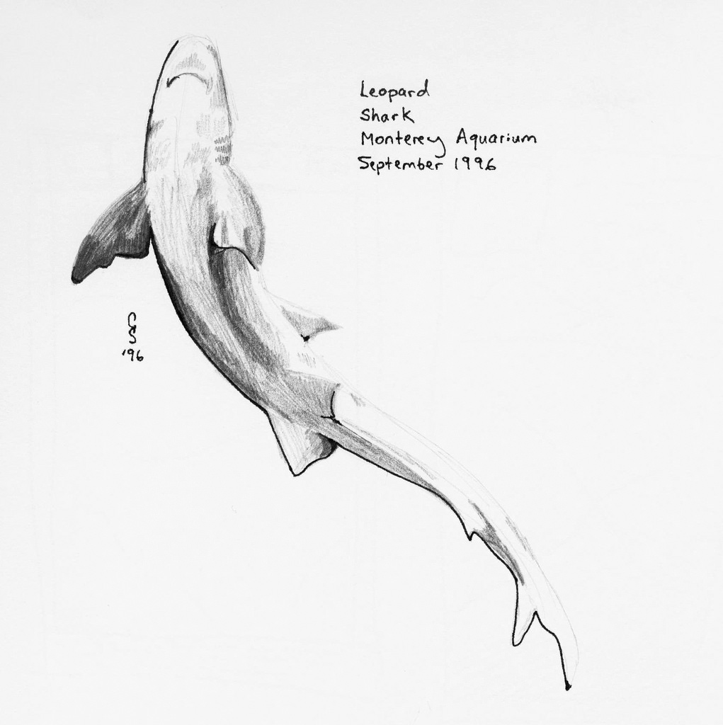 1021x1024 Leopard Shark Sketch Done - Shark Sketch Images