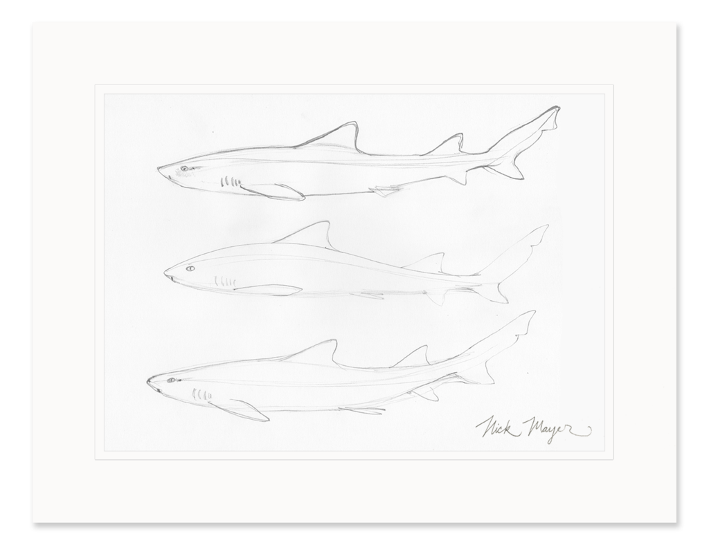 1024x788 Leopard Shark Study Original Pencil Sketch Nick Mayer Art - Shark Sketch Images