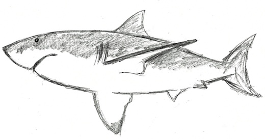520x273 Oh, Dakuwaqa! - Shark Sketch Images