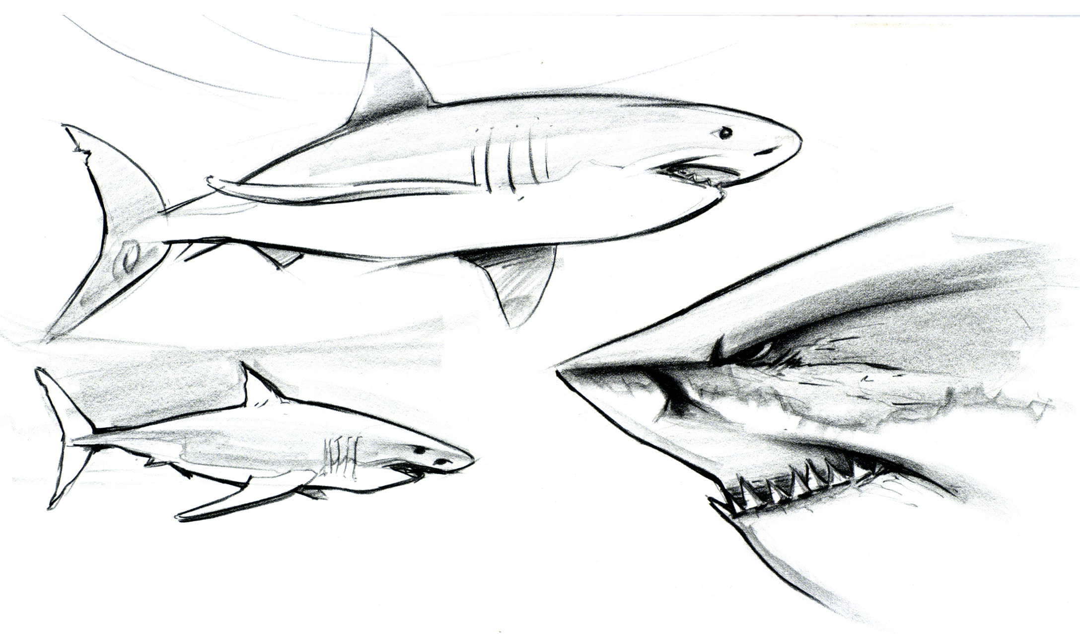 2175x1276 Shark Sketch Pictures Go Sharks!!! Lineweights - Shark Sketch Images