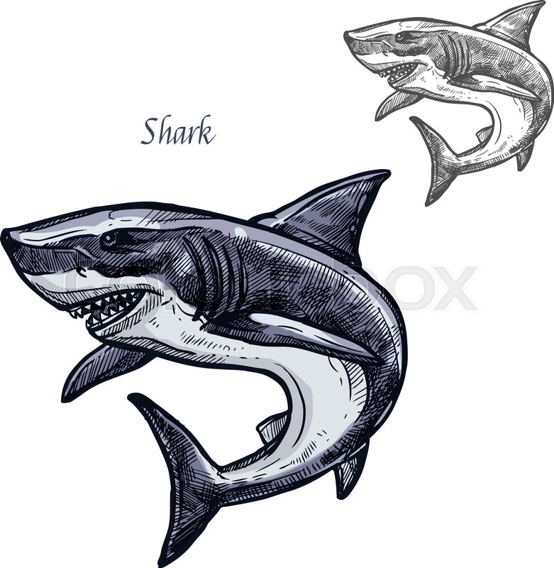 781x800 Shark Sketch Vector Fish Icon. Isolated Ocean Predatory White - Shark Sketch Images