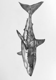 236x335 Mako Shark - Shark Sketch Images