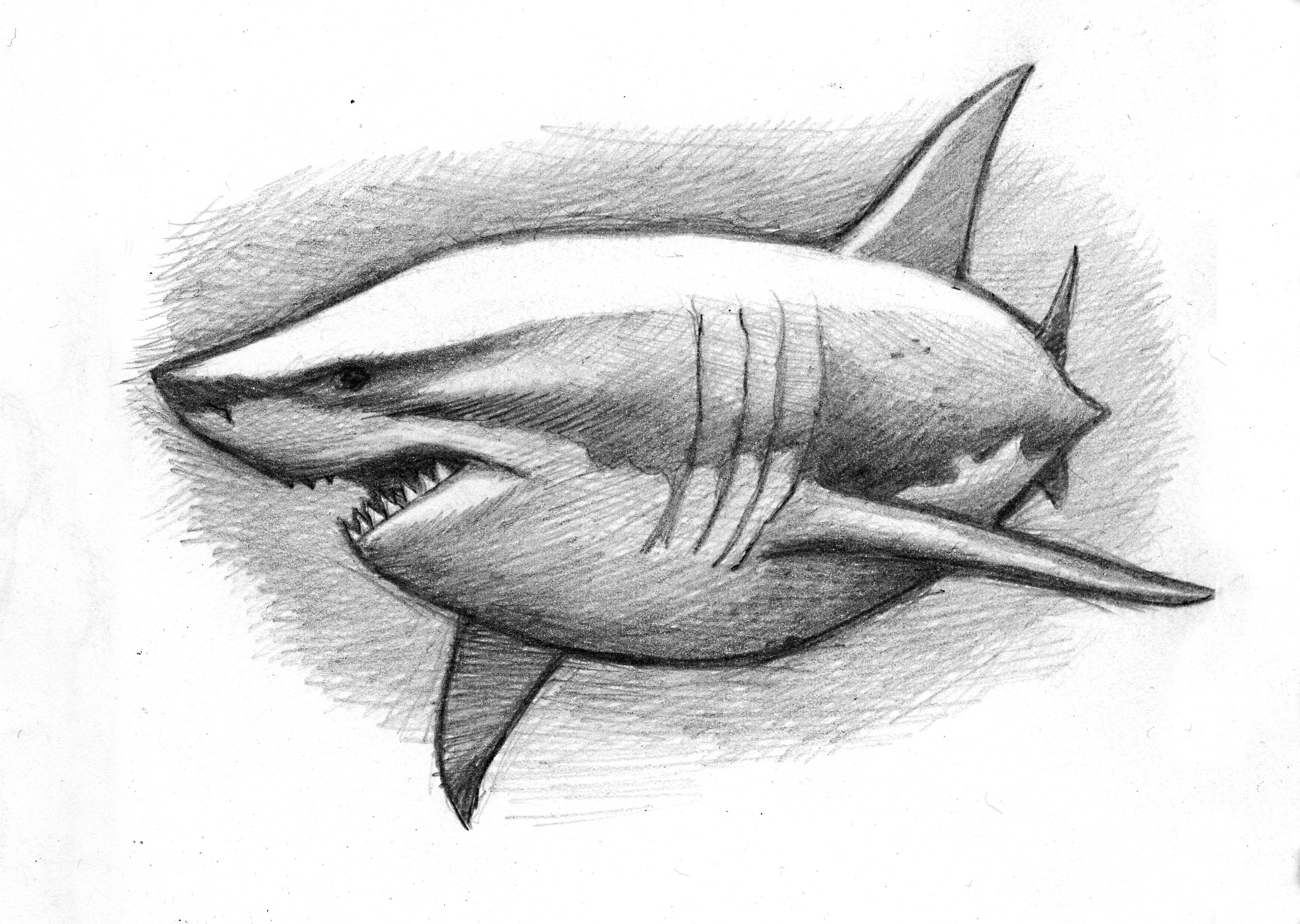 3505x2492 A Cuddly Great White Shark (Pencil Sketch) My Love Of Sharks - Shark Sketch Images