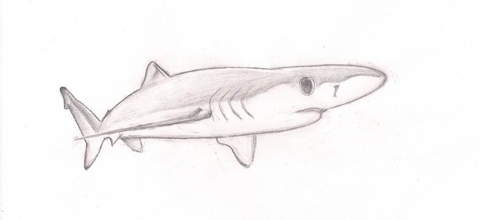 952x436 Blue Shark Sketch By Yellowcardxgirl - Shark Sketch Images