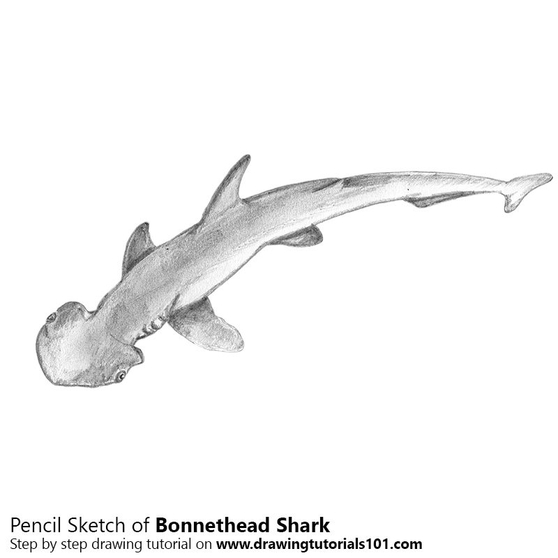 800x800 Bonnethead Shark Pencil Drawing - Shark Sketch Images
