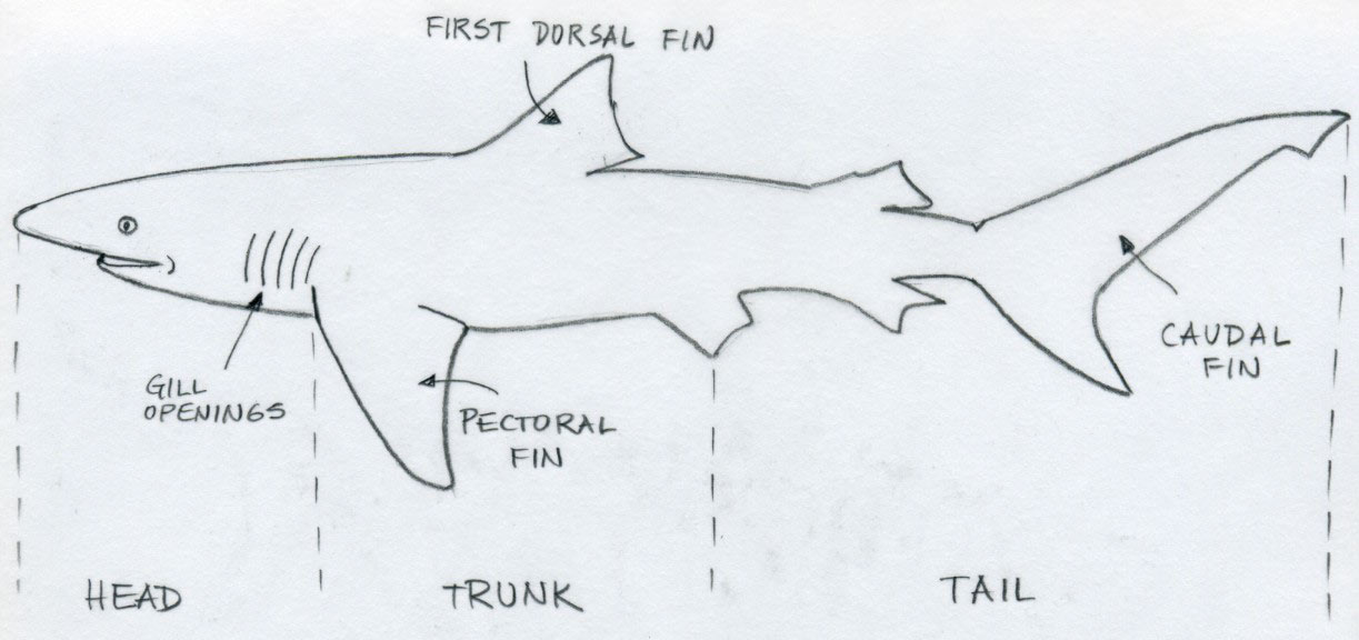 1223x576 Draw Shark. Basic Tutorial. - Shark Sketch Images