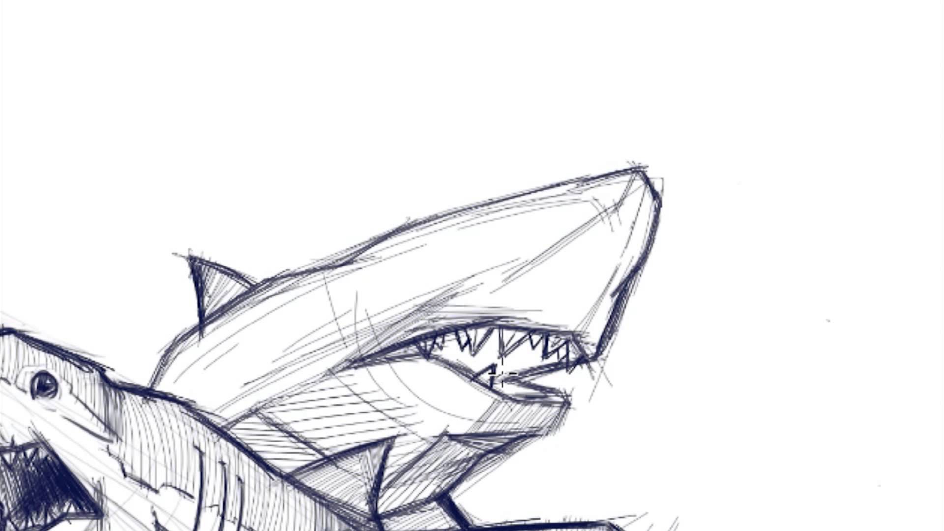 1920x1080 Shark Sketch - Shark Sketch Pictures