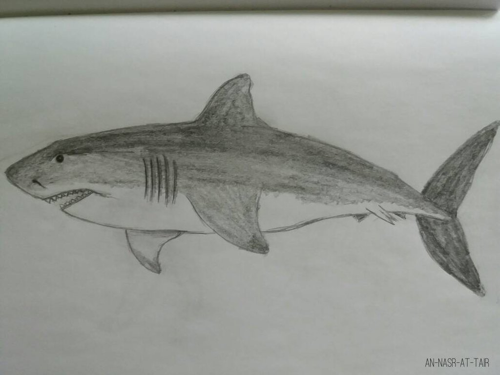 Shark Sketch Pictures at PaintingValley.com | Explore collection of ...