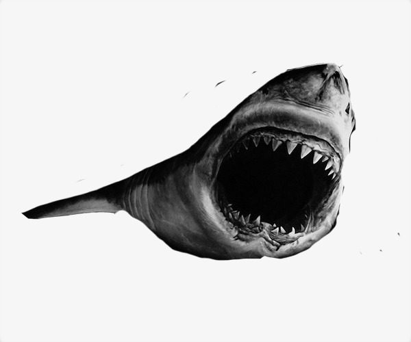600x500 Sketch Shark, Shark Clipart, Art Of Painting, Art Png Image And - Shark Sketch Pictures
