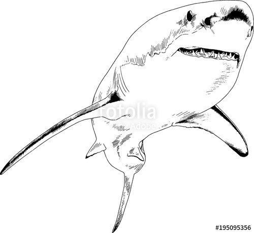 500x458 Great White Shark Drawn In Ink Freehand Sketch Logo Stock Image - Shark Sketch Pictures