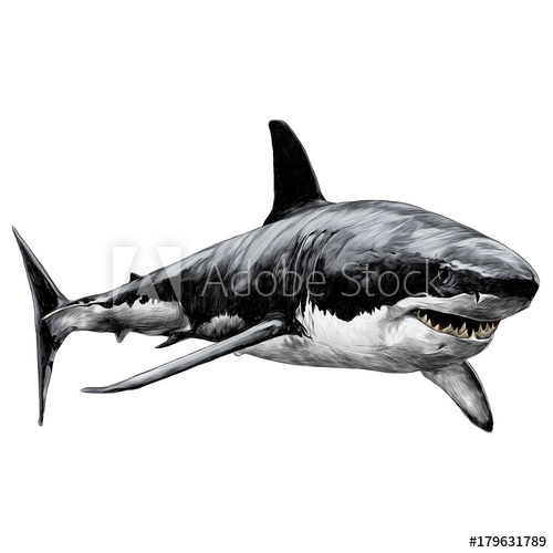 500x500 Shark Sketch Vector Graphics Color Picture - Shark Sketch Pictures