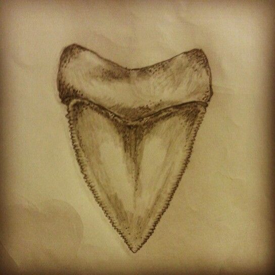 544x544 Great White Shark Tooth Tattoo Art Sketches - Shark Tooth Sketch