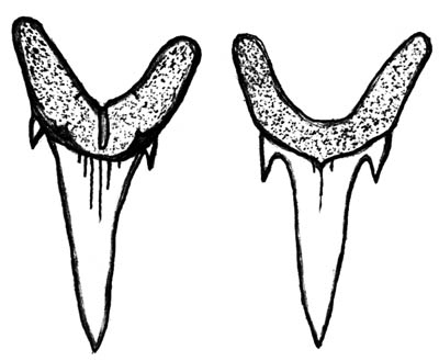 400x329 Id Chart Dinosaurs Rock Programs - Shark Tooth Sketch