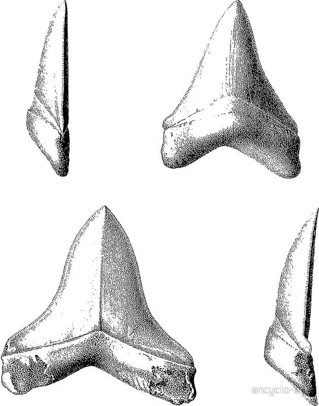 629x800 Image Result For Great White Shark Tooth Sketch Sarah C - Shark Tooth Sketch