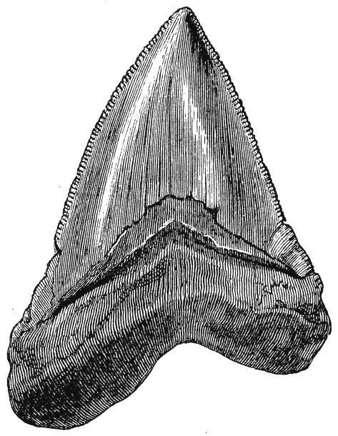 473x610 Image Result For Great White Shark Tooth Sketch Sarah C - Shark Tooth Sketch