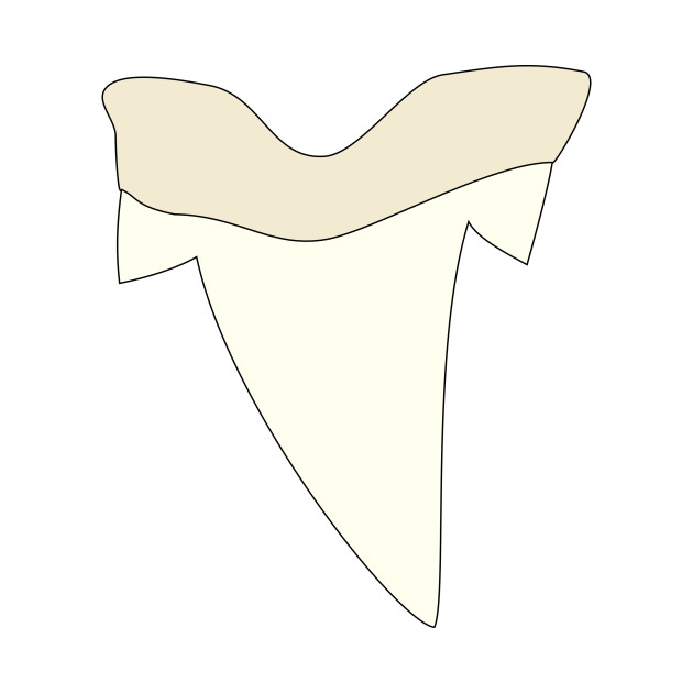 630x630 Limited Edition. Exclusive Shark Tooth - Shark Tooth Sketch