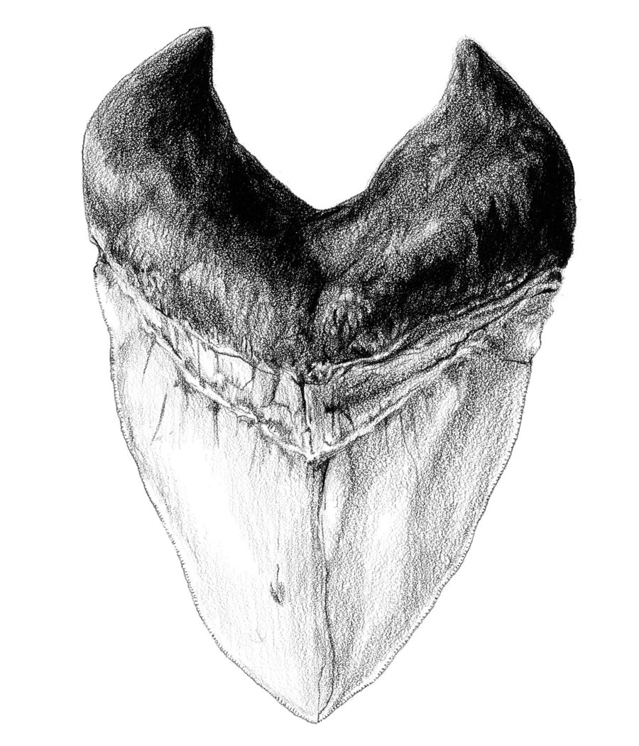 900x1051 Megalodon Tooth By Bigredsharks - Shark Tooth Sketch