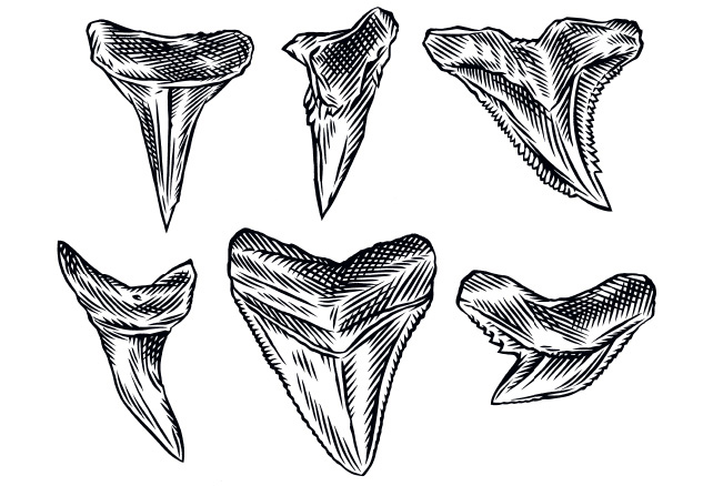 642x438 Rvca Shark Teeth, Makua Rothman Amp Prigus! Milled - Shark Tooth Sketch
