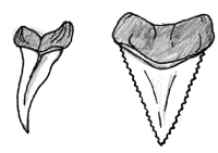 200x141 Shark Teeth Drawing - Shark Tooth Sketch