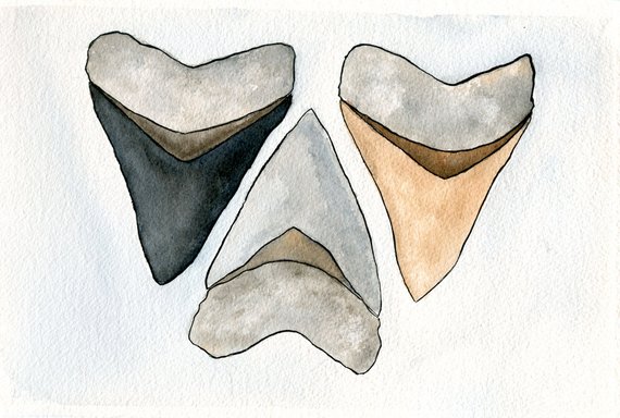 570x384 Shark Tooth Art Shark Tooth Print Watercolor 8x10 Etsy - Shark Tooth Sketch