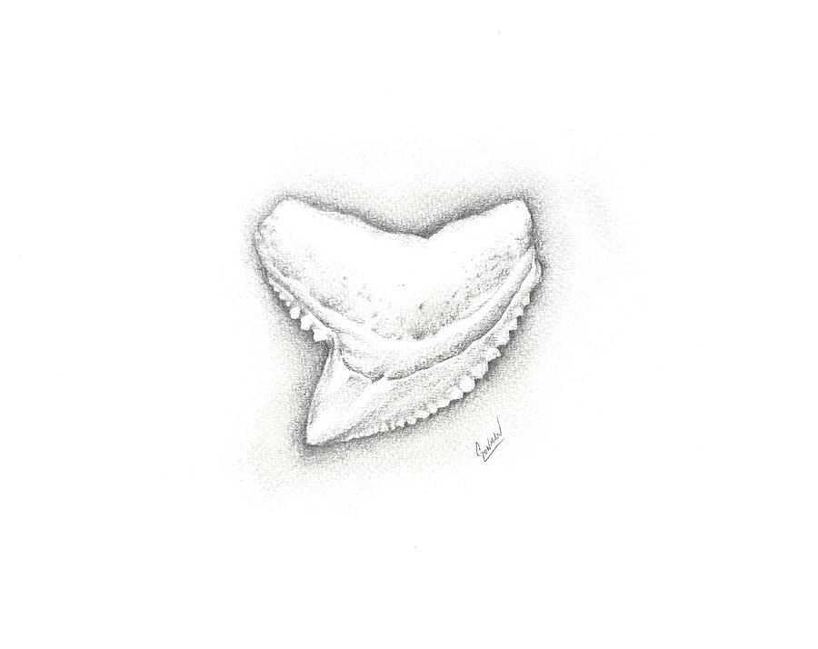 900x714 Shark Tooth Drawing By Greg Lowman - Shark Tooth Sketch