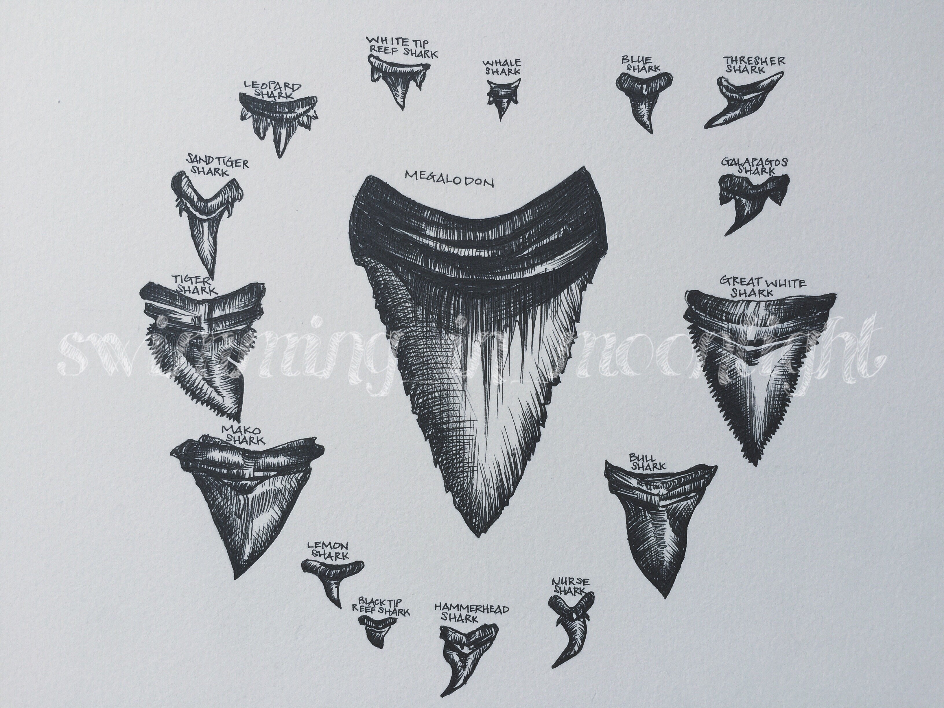 3264x2448 Shark Tooth Mandala ~ Archival Print Swimming In Moonlight - Shark Tooth Sketch
