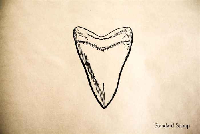 700x467 Shark Tooth Rubber Stamp Standard Stamp - Shark Tooth Sketch