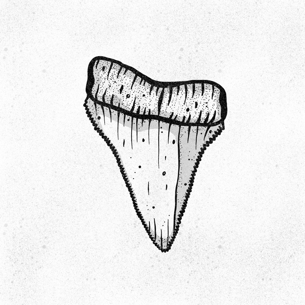 Shark Tooth Sketch at Explore collection of Shark