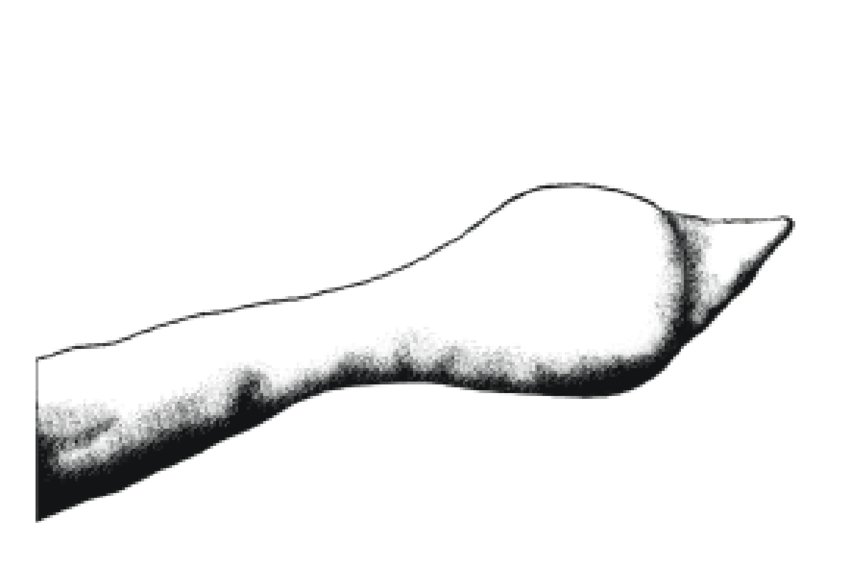 850x568 Wooden Scepter From El With Shark Tooth Embedded In One End - Shark Tooth Sketch