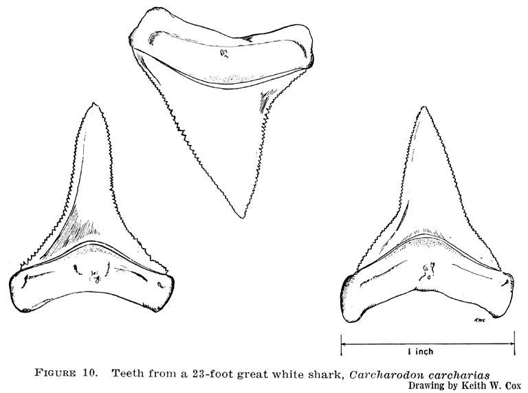 768x572 Shark Teeth Coloring Page - Shark Tooth Sketch