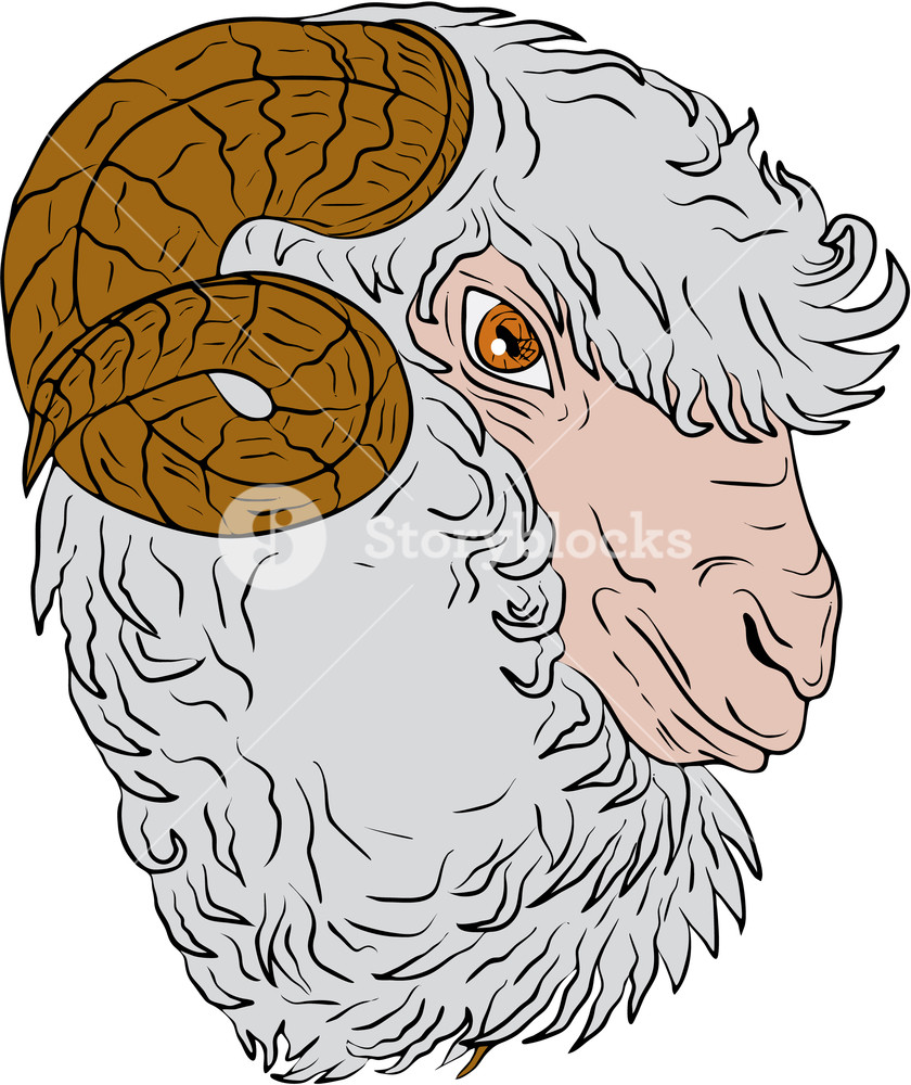 840x1000 Drawing Sketch Style Illustration Of A Merino Ram Sheep Head - Sheep Head Sketch