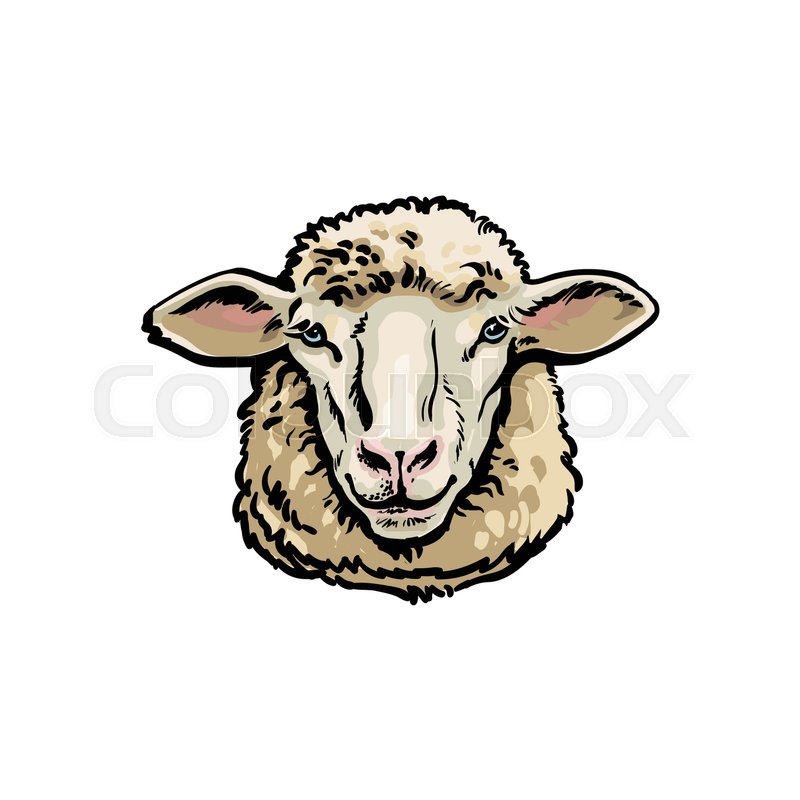 800x800 Front View Sketch Style Portrait Of Domestic Farm Sheep, Vector - Sheep Head Sketch