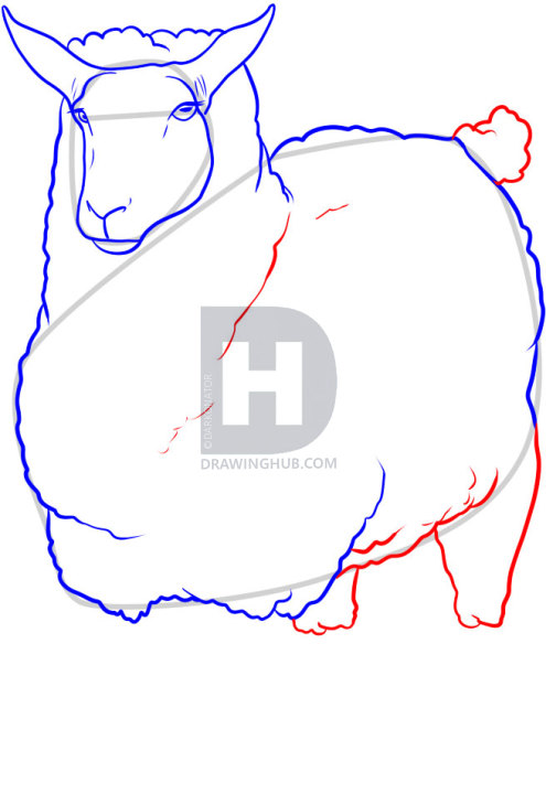 495x720 How To Draw A Sheep, Step By Step, Drawing Guide, By Darkonator - Sheep Head Sketch