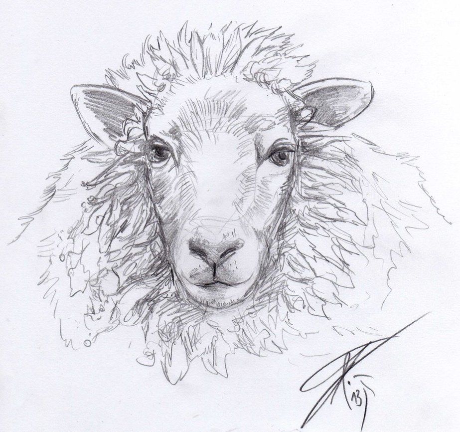 923x866 I Think Sheep Heads Have Something Relaxing. Cc By Sheep - Sheep Head Sketch