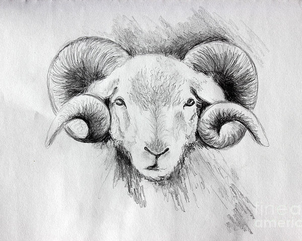 600x480 Idaho Longhorn Sheep Head Poster By Pechez Sepehri - Sheep Head Sketch