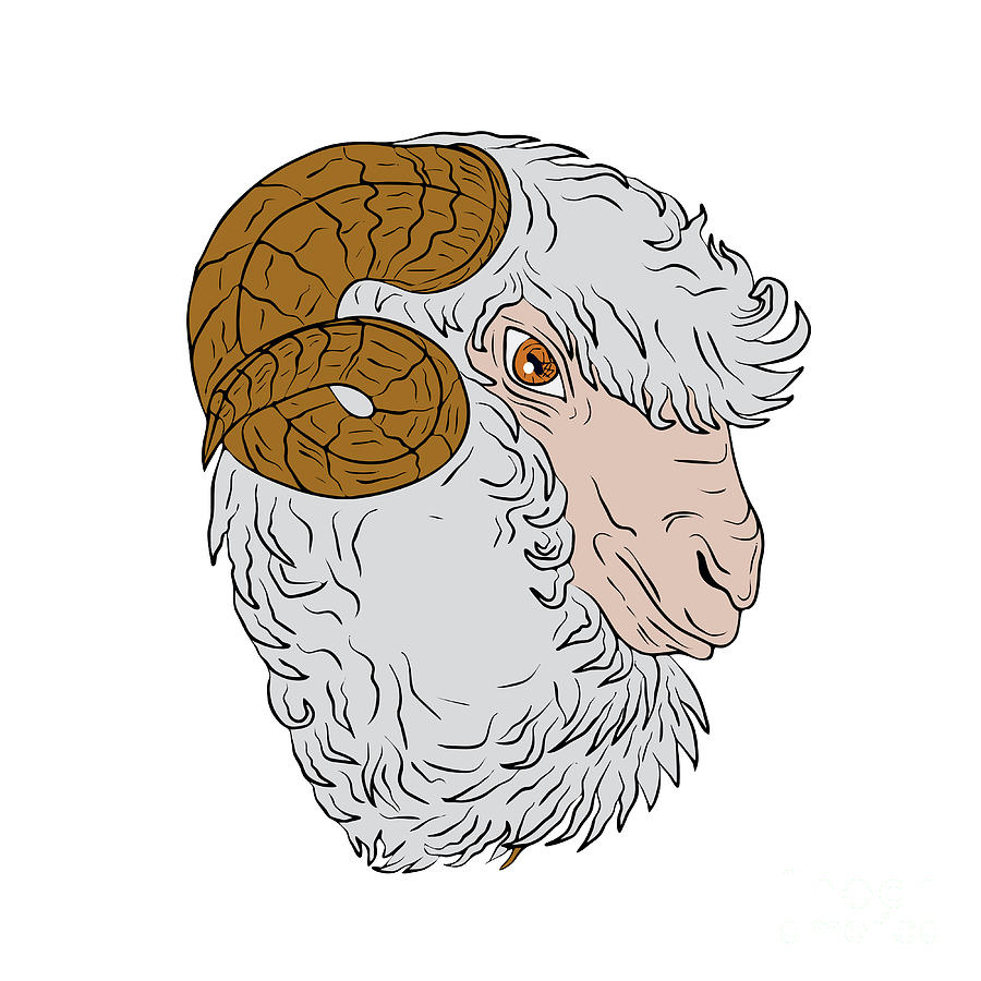 900x900 Merino Ram Sheep Head Drawing Digital Art By Aloysius Patrimonio - Sheep Head Sketch