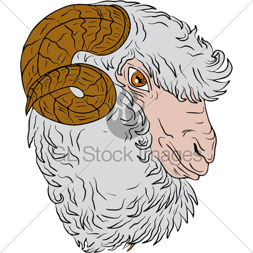 500x500 Merino Ram Sheep Head Drawing Gl Stock Images - Sheep Head Sketch