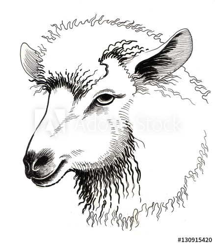 438x500 Sheep Head - Sheep Head Sketch