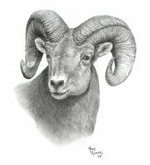 218x240 Sheep Head Drawings - Sheep Head Sketch