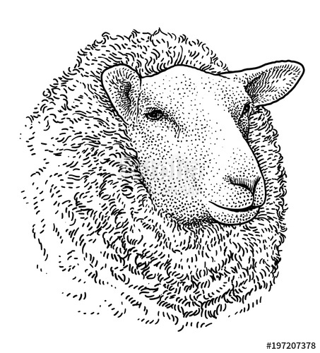 453x500 Sheep Head Portrait Illustration, Drawing, Engraving, Ink, Line - Sheep Head Sketch