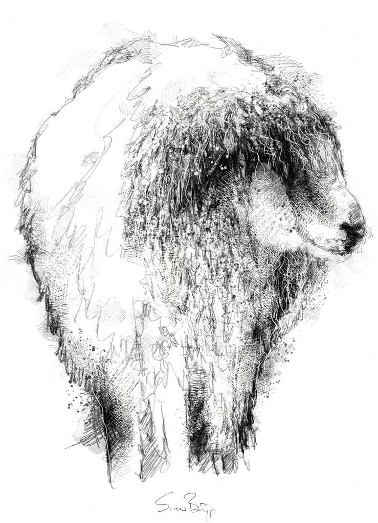 739x1024 Sheep Sketch Seanbriggs - Sheep Head Sketch