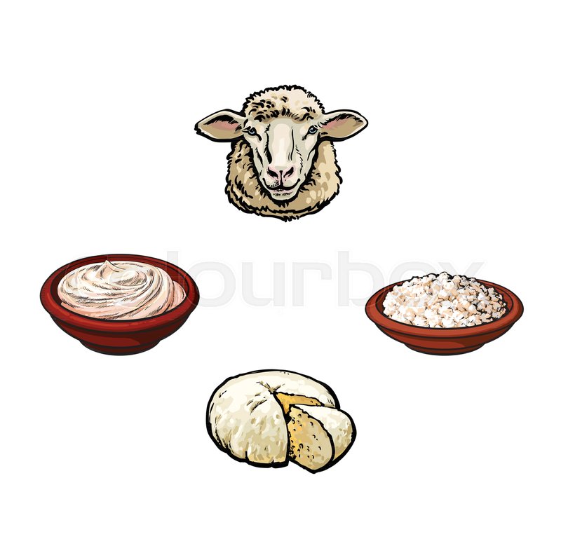 800x799 Vector Sketch Cartoon Style, Sheep Head Cottage Cheese Plate, Sour - Sheep Head Sketch