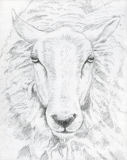 430x542 Sheep Face Paint - Sheep Head Sketch